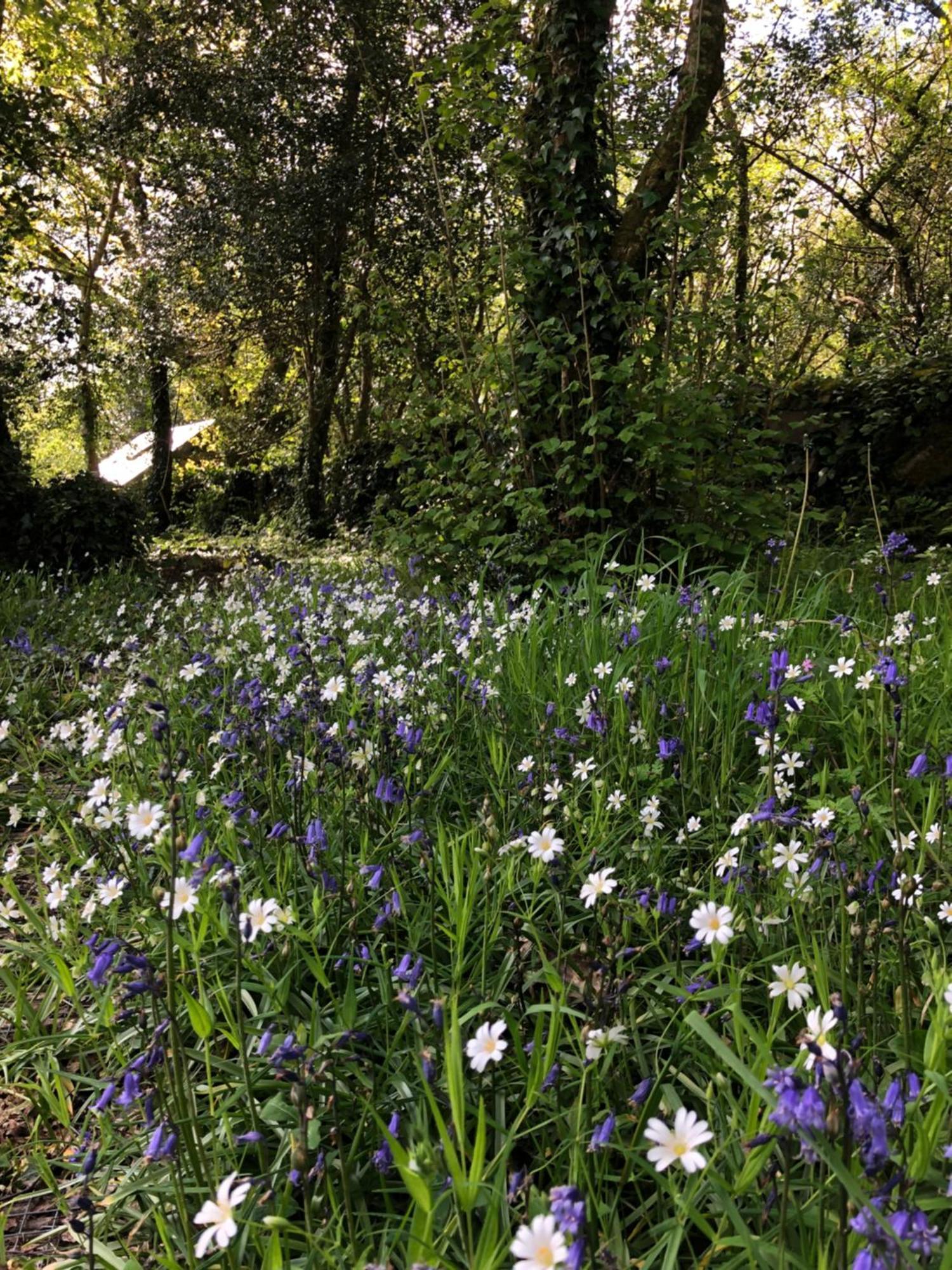 הוילה Sligo Forest Retreat מראה חיצוני תמונה